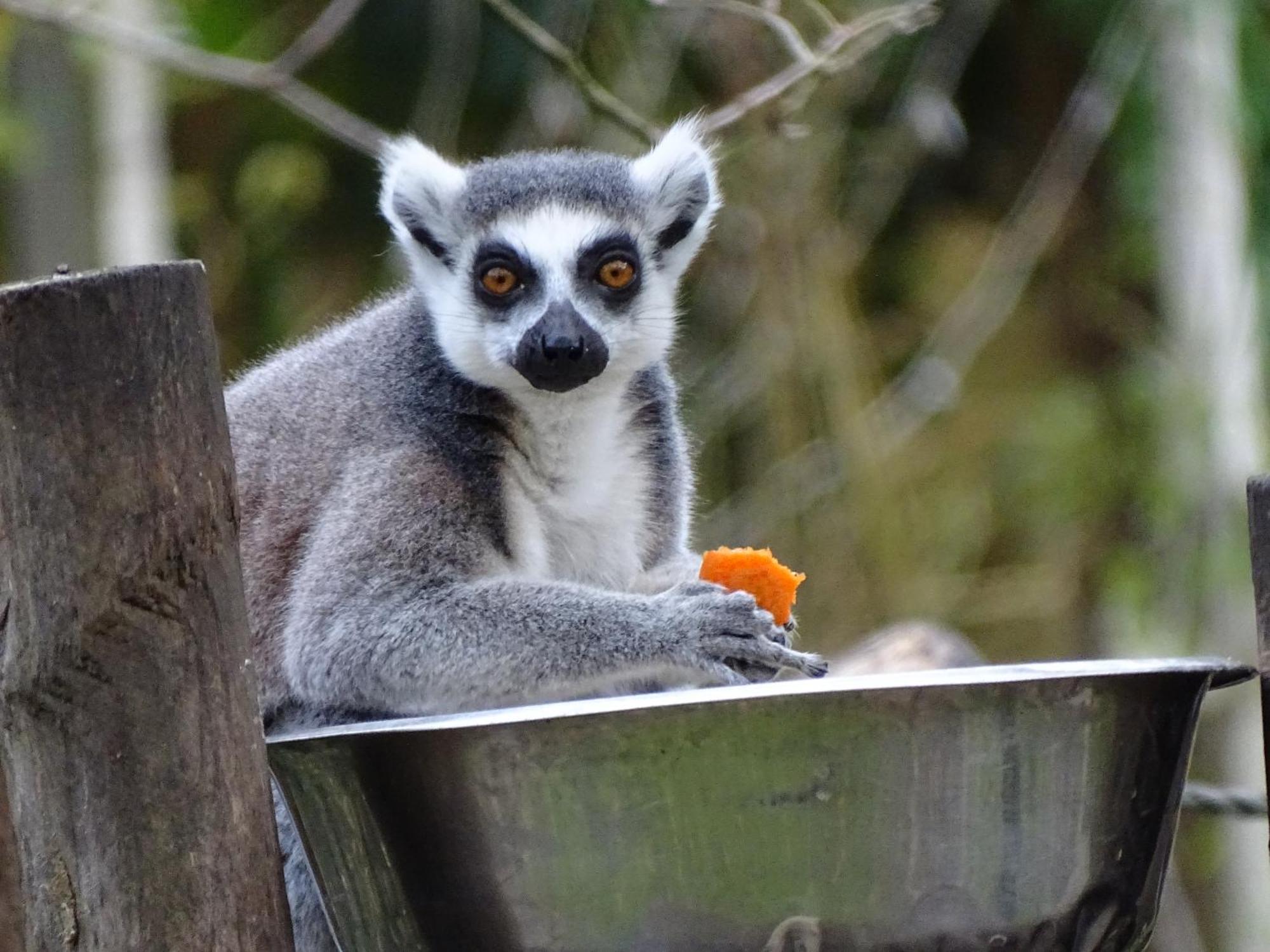 Trainefeuilles - Chambres D'Hotes Proche Zoo De Beauval Le Controis-en-Sologne Zewnętrze zdjęcie