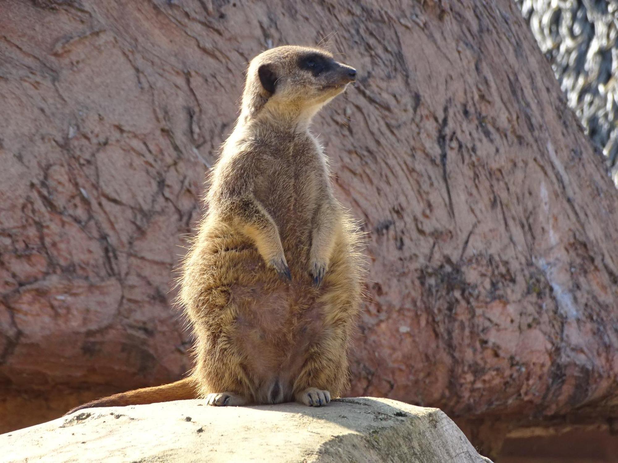 Trainefeuilles - Chambres D'Hotes Proche Zoo De Beauval Le Controis-en-Sologne Zewnętrze zdjęcie