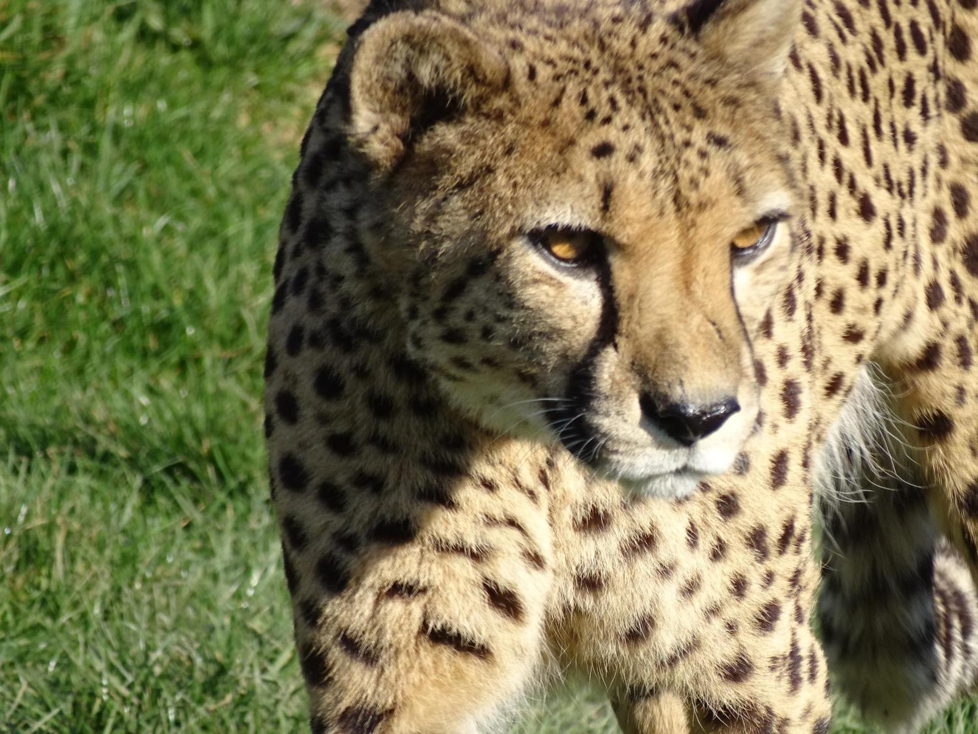 Trainefeuilles - Chambres D'Hotes Proche Zoo De Beauval Le Controis-en-Sologne Zewnętrze zdjęcie